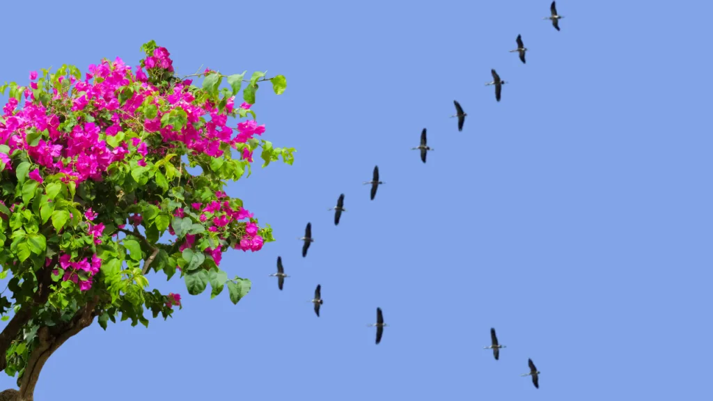 How I Found My Wings